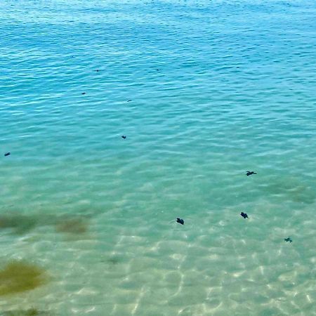 Beachfront Apartment With Swimming Pool. One Bedroom Celestun Bagian luar foto
